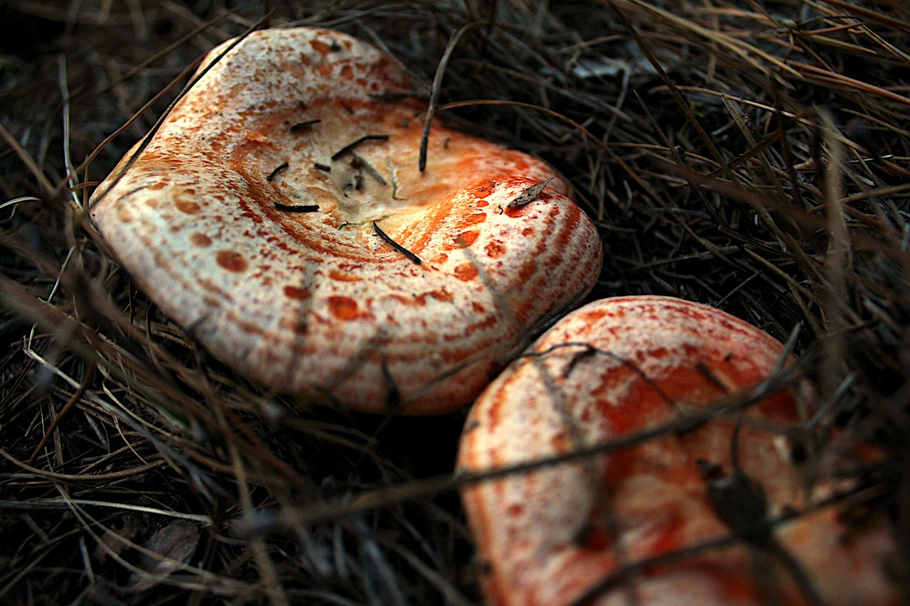 Esclata-sang